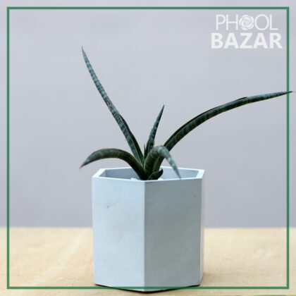 Sansevieria