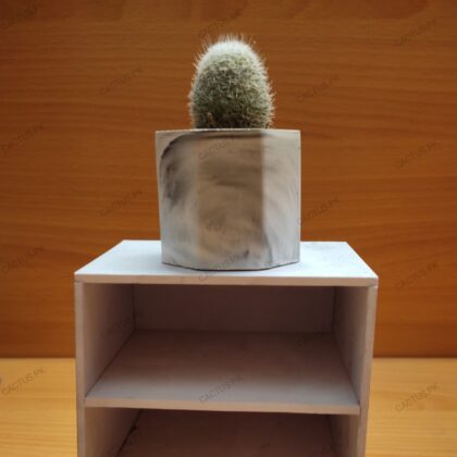 Snowball Cactus
