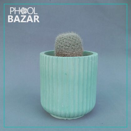 Snowball Cactus